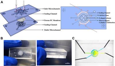 Primary exploration of host–microorganism interaction and enteritis treatment with an embedded membrane microfluidic chip of the human intestinal–vascular microsystem